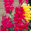 Antirrhinum majus.png